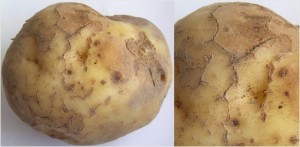 растрескивание картофеля