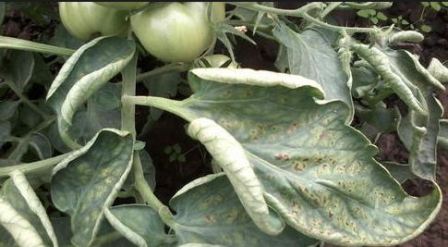 болезни томатов в рассаде скручивание листьев