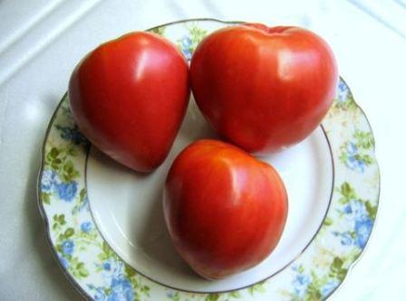 томат мазарини отзывы фото