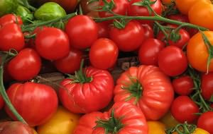На фото - сорта помидоров для теплицы, tomatomania.ru