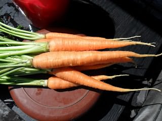 Первая морковь