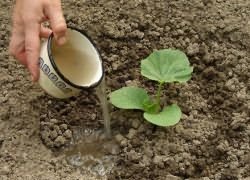 выращивание тыквы рассадой