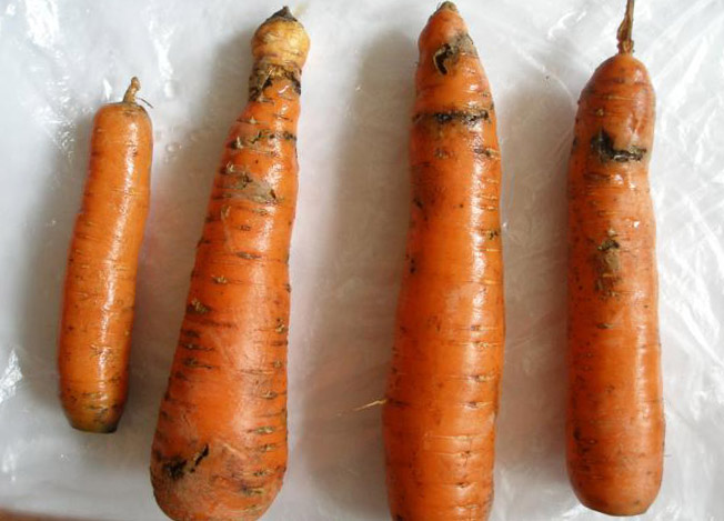 фитофтора на моркови