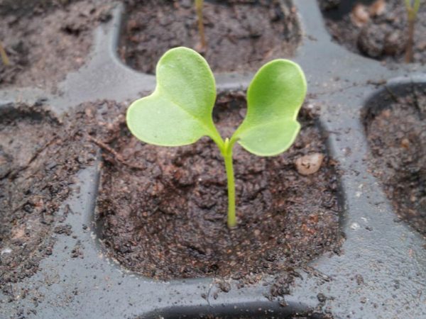 как вырастить цветную капусту