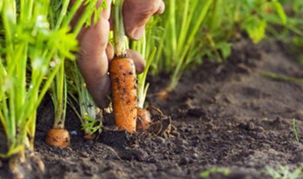 почему трескается морковь в земле