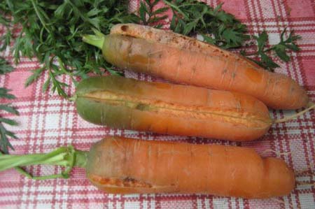почему трескается морковь