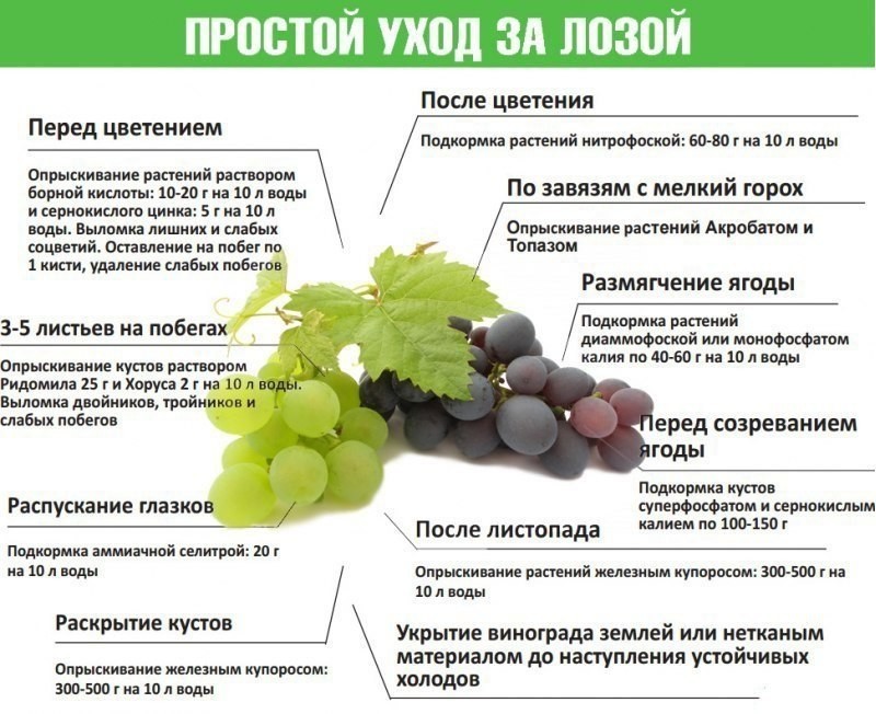 Подкормка винограда весной и летом