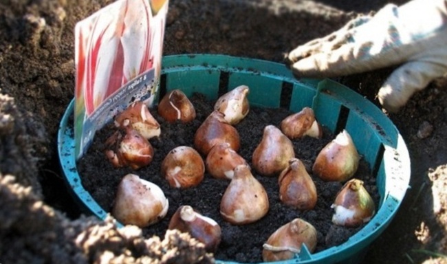 Высаживаем тюльпаны в грунт