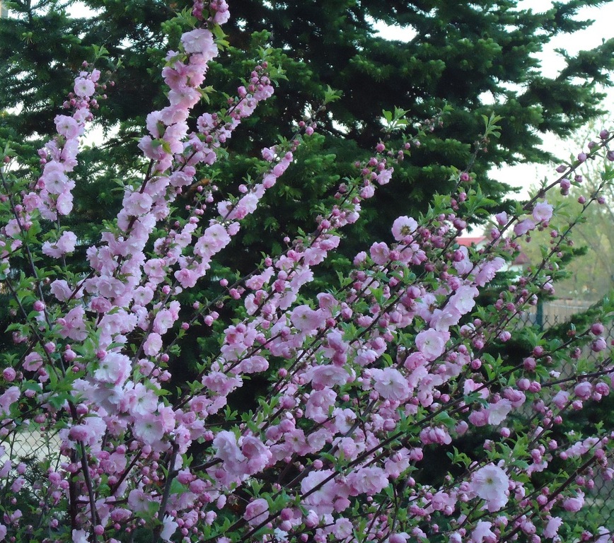 Многолетние кустарники цветущие весной фото и название