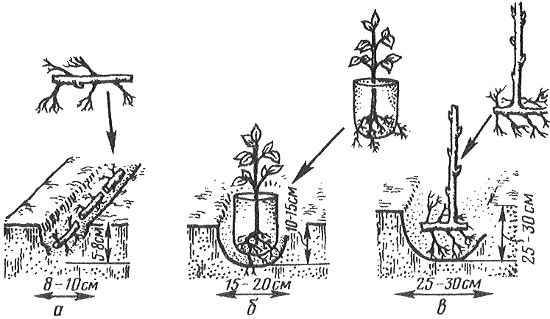 Схема посадки малины весной