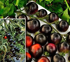 Jediná opravdu černá rajčata – popis odrůdy rajčat Black Bunch