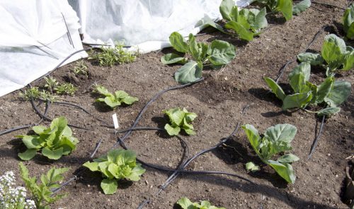 Безрассадный способ выращивания капусты