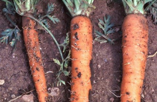 Бурая пятнистость моркови