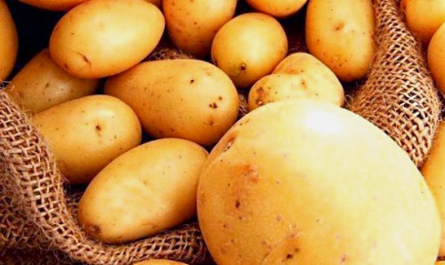 Картофель Импала 