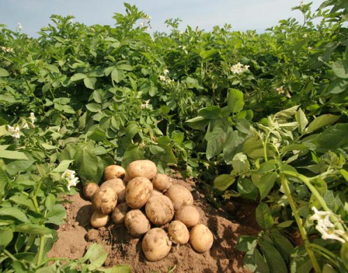 Невский картофель на поле