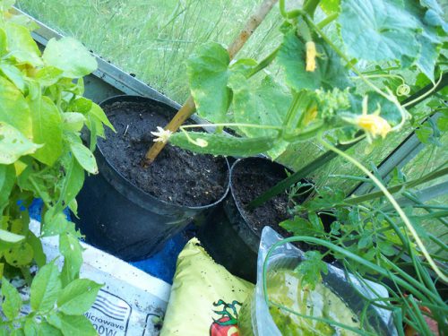 Огурцы выращивание на балконе