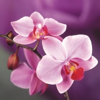 Полив орхидей
