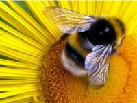 Как покупать пчел