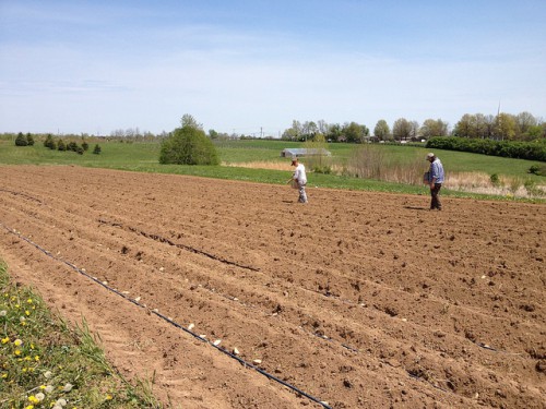 Подготовка земли под картофель