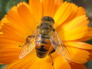 Пчелиный трутень