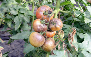 лечение фитофтороза томатов