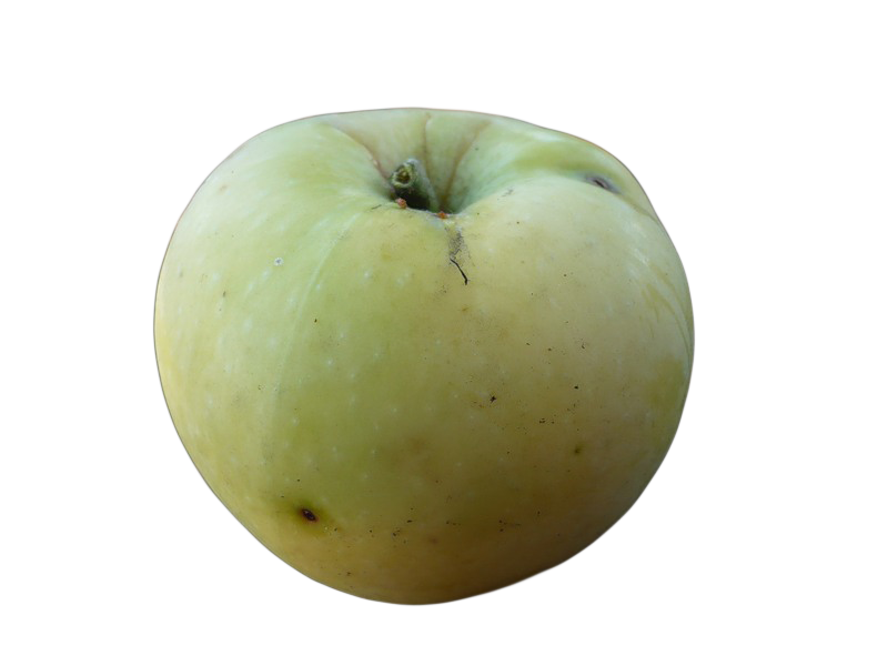 яблоня славянка 