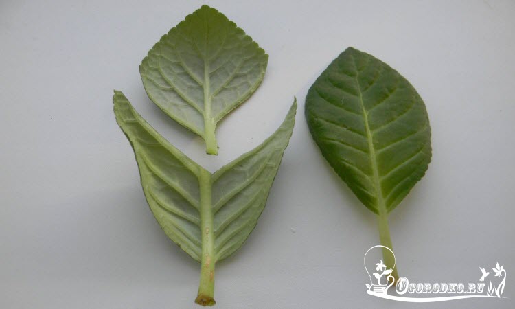 Размножение глоксинии листом
