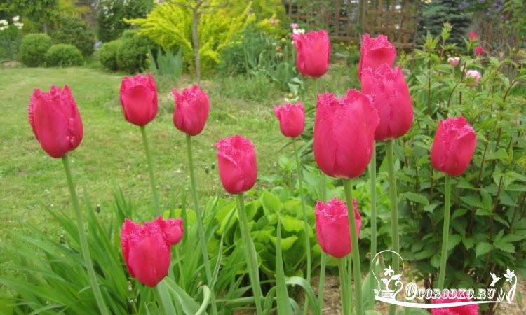 Голландские тюльпаны сорт Бургунди Лейс
