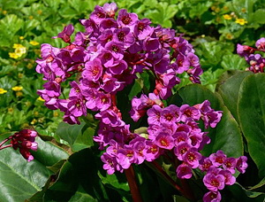 Цветок Бадан