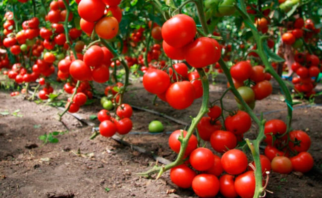 Индетерминантные томаты в теплице