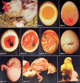 Развитие эмбриона в курином яйце