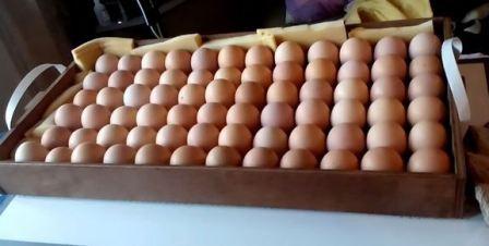Яйца в лотке, готовы к закладке в инкубатор