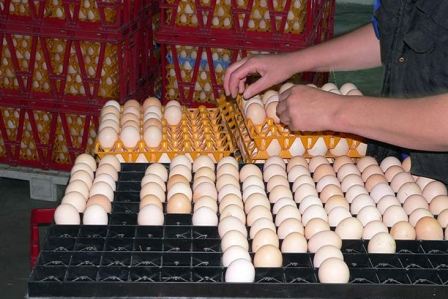 Выведение цыплят в инкубаторе в домашних условиях инструкция