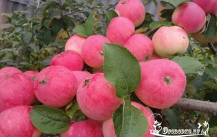 Как посадить яблоню в саду?