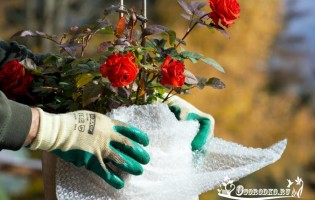 Как укрыть розы на зиму?