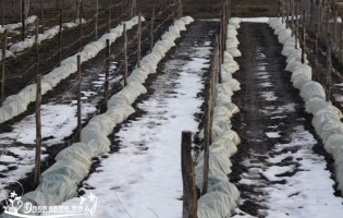 Как укрыть виноград на зиму – процесс в подробностях