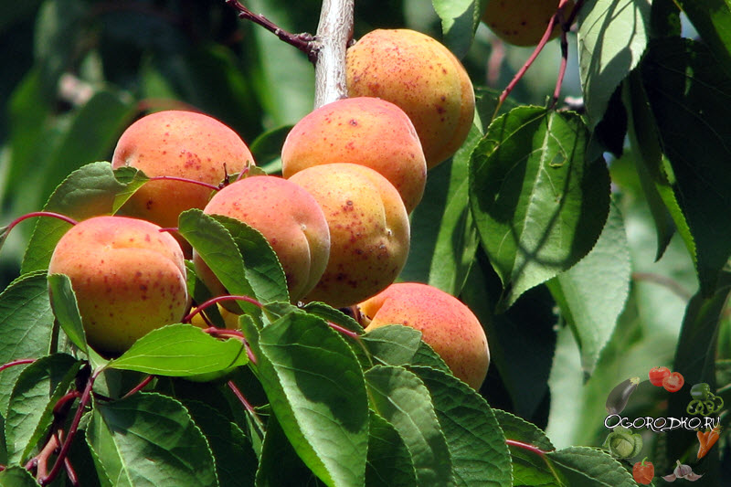 plod abrikosа krasnoshchekogo