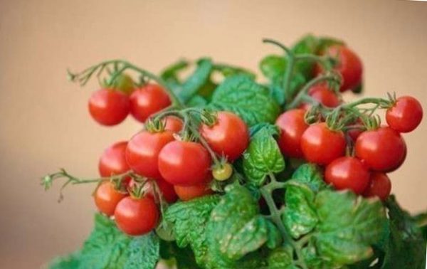 помидоры черри уход и выращивание