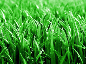 Трава для газона