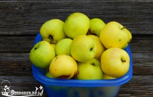 Яблоня Славянка – как вырастить дерево на участке?