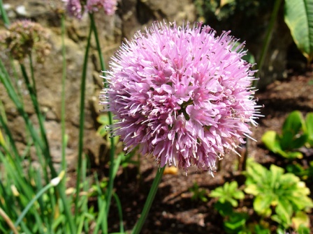 лук-слизун Allium nutans