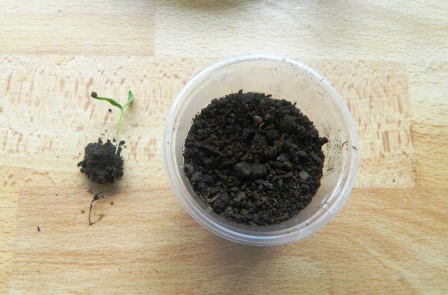высеять семена баклажанов