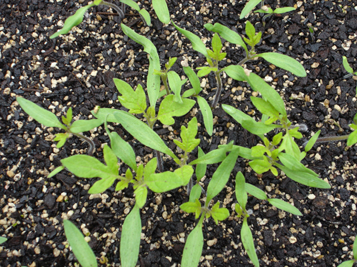 томаты выращивание без рассады