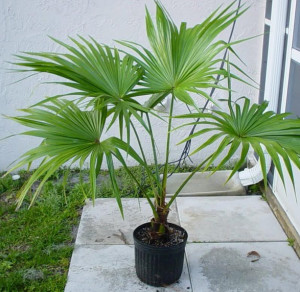 Домашняя пальма ливистона
