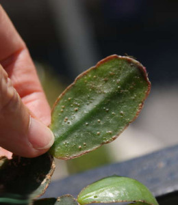 Рипсадилопсис чернеют листики