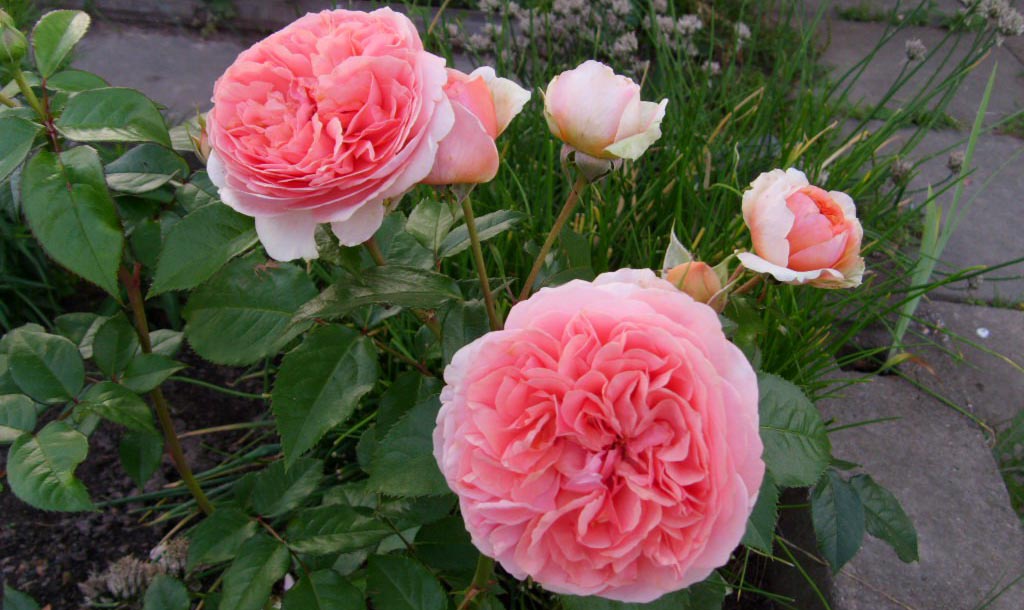 Роза Чиппендейл на садовом участке