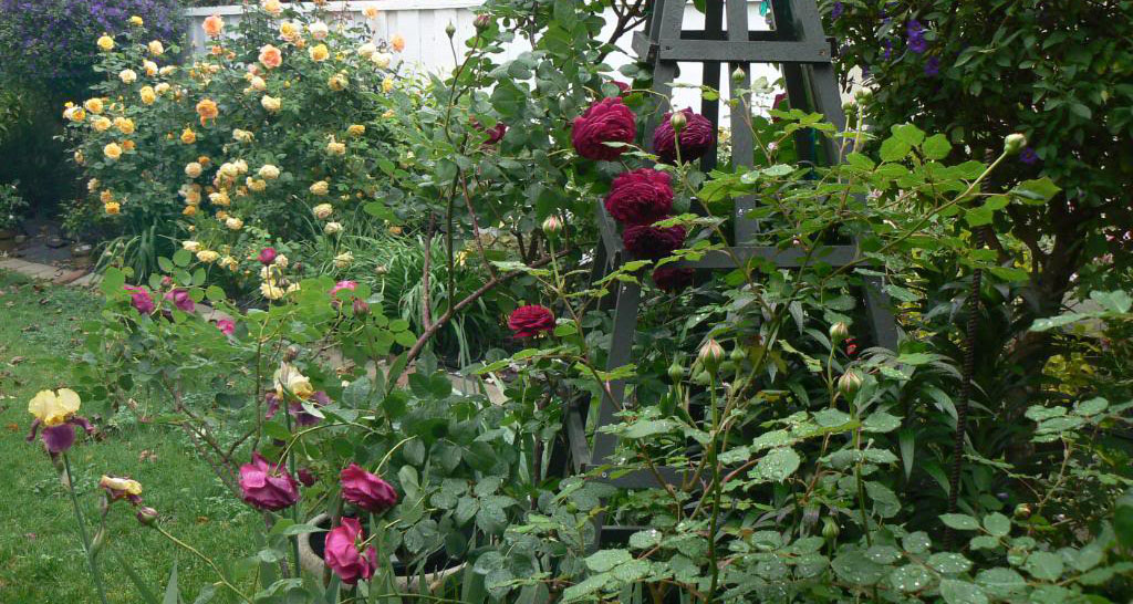 Роза Фальстаф в саду