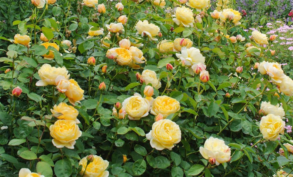 Роза Шарлотта в саду
