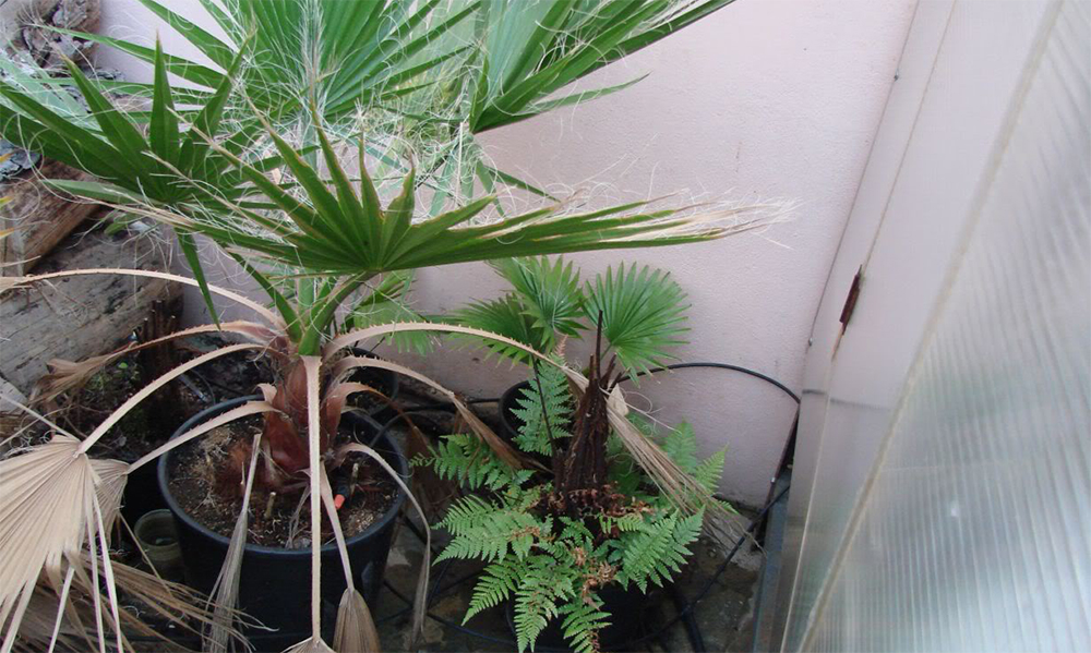 Ливистона круглолистная (Livistona rotundifolia)