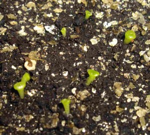 Выращивание литопсов из семян
